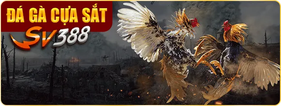Đá gà cựa sắt sv388