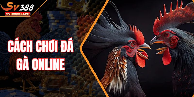 Cách Chơi Đá Gà Online – Giúp Bạn Tăng 80% Tỷ Lệ Thắng