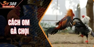 Cách Om Gà Chọi – Kinh Nghiệm Thực Tế Từ Sư Kê Lâu Năm