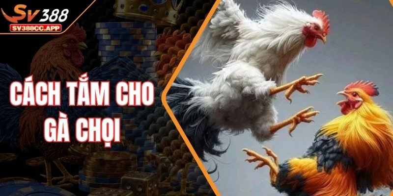 Cách Tắm Cho Gà Chọi – Hướng Dẫn Đúng Kỹ Thuật Nhất