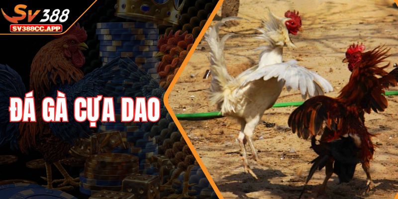Đá Gà Cựa Dao – Sân Chơi Của Những Chiến Kê Mạnh Mẽ Nhất