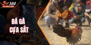 Đá Gà Cựa Sắt – Màn So Tài Đỉnh Cao Của Chiến Kê Mạnh Mẽ