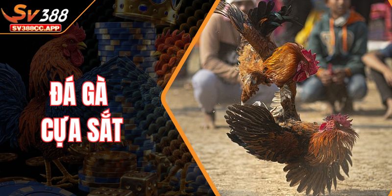 Đá Gà Cựa Sắt – Màn So Tài Đỉnh Cao Của Chiến Kê Mạnh Mẽ