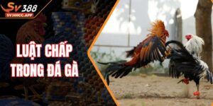 Luật Chấp Trong Đá Gà – Kinh Nghiệm Đọc Kèo Chuẩn Xác